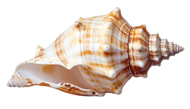 Detailed shell with brown and white spirals against black backdrop