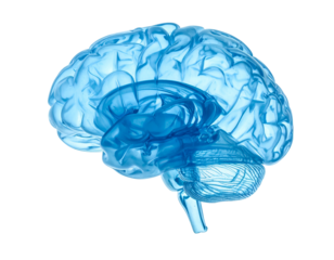 A translucent, blue side view of a human brain, showcasing inner structures