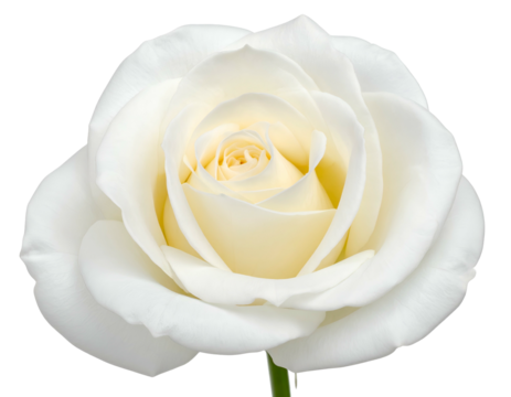 Close-up of a fully bloomed white rose against a solid black background