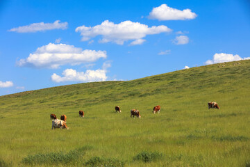 A herd of cattle on the prairie