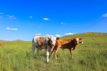 A herd of cattle on the prairie