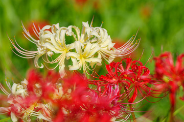 白色の彼岸花（愛知県半田市）