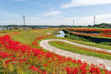 Obraz premium 矢勝川の彼岸花（愛知県半田市）