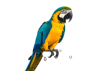 A vibrant parrot with blue, yellow, and green plumage against a stark black background