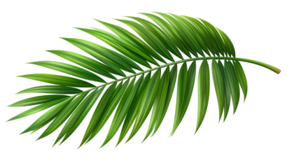 Lush green palm frond, detailed with vibrant shading, set against a black background