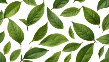 Fresh green tea leaves displayed on a transparent background, highlighting their vibrant color and connection to tea traditions