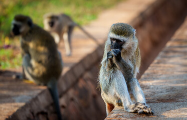 Rebero Hill vervet monkey. on side of street eating a fruit in urban park