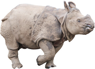 歩くインドサイの子供