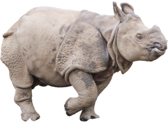 歩くインドサイの子供