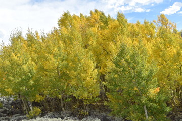 Fototapeta premium Autumn in Colorado 