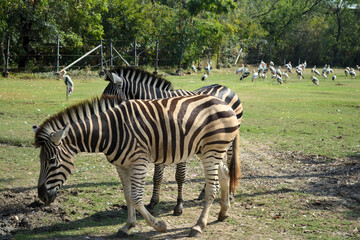 Two Zebras Standing on Grassland with Birds in the Background