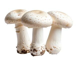 Trio of Tall White Mushrooms with Natural Texture Isolated