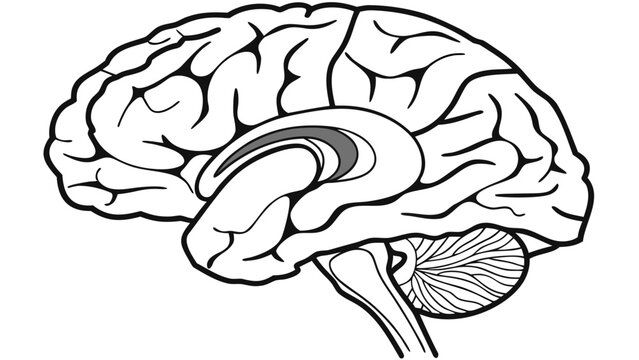 Vector illustration highlighting the human brain, including cerebrum, cerebellum, and brainstem, isolated on background