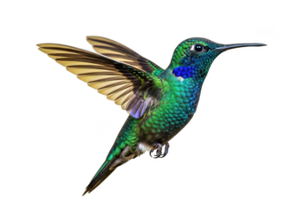 Vibrant green hummingbird with iridescent plumage in flight isolated on transparent background
