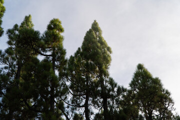 trees and sky