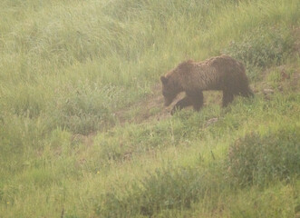 Small Grizzly Bear Walks Down Foggy Hills Side
