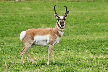 Beautiful Pronghorn Antelope Buck Standing in a Hay Field in Meeteetse Wyoming in Early Fall.