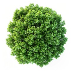 Obraz premium Lush green plant top view