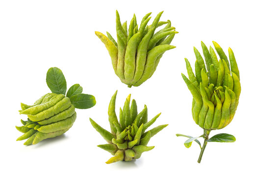 four Buddha's hand citrons (fingered citron) displayed against a white background. 