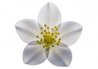 White bloom yellow pollen isolated on a transparent background