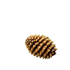 Close-up shot of a brown pinecone on a black background. Detailed texture