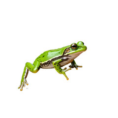 Fototapeta premium Vivid green frog perched on a small branch, isolated on black background