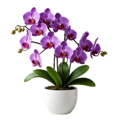 Stunning purple orchids in a white pot. Lush flowers and vibrant green leaves