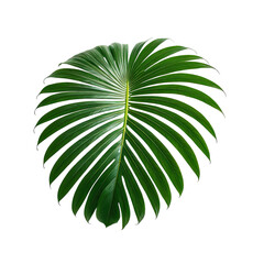 Isolated, vibrant green tropical leaf against black backdrop. Detailed texture visible