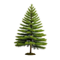 Evergreen tree, dark background. Green foliage with a brown trunk