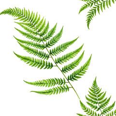 Detailed close-up of vibrant green fern leaves, black background