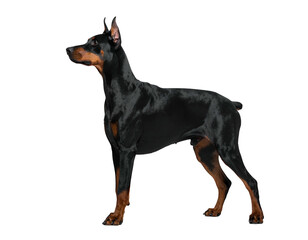Obraz premium Sleek black and tan canine stands alertly against a plain black backdrop