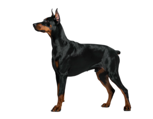 Sleek black and tan canine stands alertly against a plain black backdrop