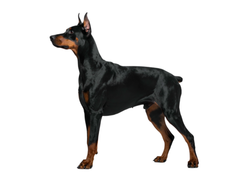 Sleek black and tan canine stands alertly against a plain black backdrop