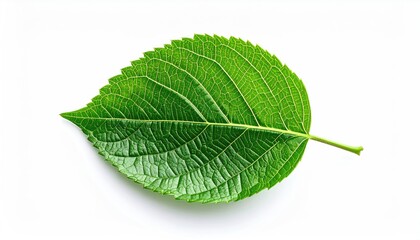 Green Leaf Macro Shot Showing Veins and Texture Against a Clean White Background Top View Natural Lighting Simple and Minimalist Plant Details