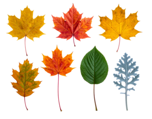 Seven different colorful leaves, one green, against a black background