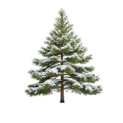 Fototapeta premium Evergreen fir tree with snow, on a black background, isolated for use