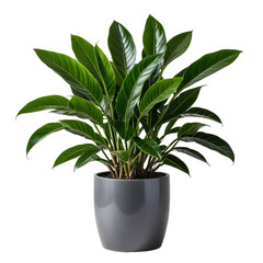 Lush green plant with glossy leaves in a grey ceramic pot, isolated on black background