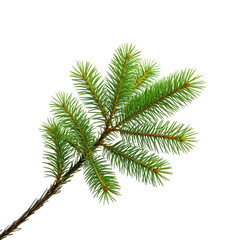 A detailed close-up of green needles on a fir tree branch