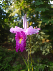 purple flower in the garden, pink flower in the garden