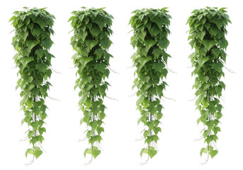 Lush green hanging vines isolated on a transparent background