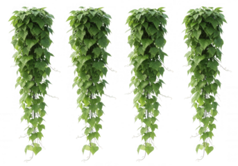 Lush green hanging vines isolated on a transparent background