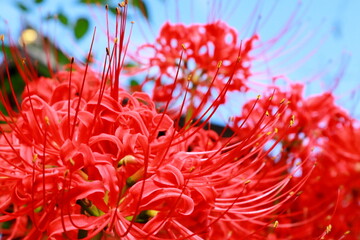 日本　埼玉の風景