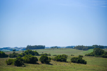 Landscape of the Pampa biome in Brazil.