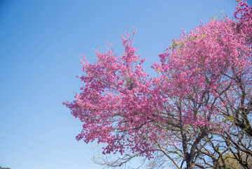 Pink flowers of Handroanthus heptaphyllus