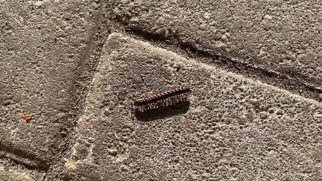 Video close-up of black crow caterpillar is walking on the paving.