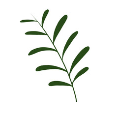 green plant isolated on white