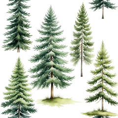 Obraz premium Watercolor evergreen trees on transparent background, seamless forest pattern