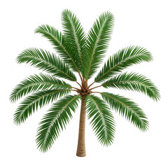 Fototapeta premium Lush, green palm tree with a brown trunk, isolated on black