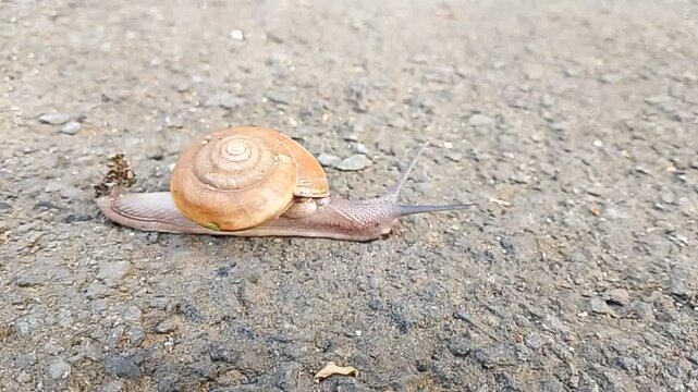 Wild snail caught on camera.