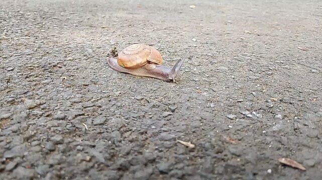 Wild snail caught on camera.